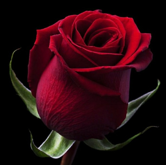 Meet your Posher, Crystal - Picture 1 of 1